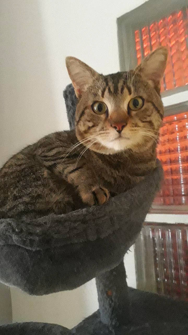 Canard participe au concours pour gagner de l'argent avec cette photo : carnivore, cat, cat_supply, domestic_short_haired_cat, fawn, felidae, fur, small_to_medium_sized_cats, snout, tail, terrestrial_animal, whiskers, window