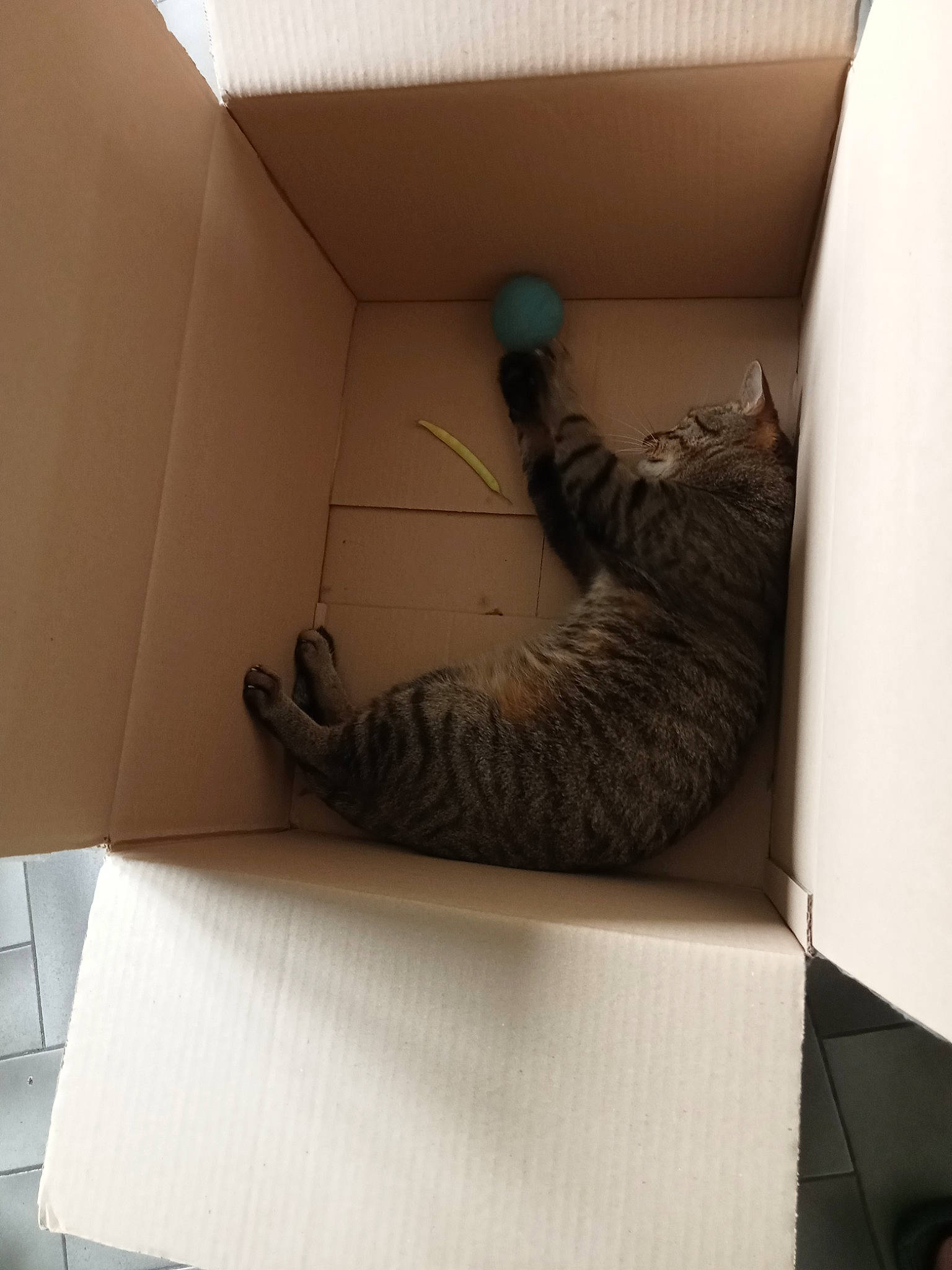 Canard participe au concours pour gagner de l'argent avec cette photo : cardboard, carnivore, cat, comfort, domestic_short_haired_cat, felidae, floor, flooring, grey, hardwood, human_leg, interior_design, linens, paper, paper_product, room, small_to_medium_sized_cats, tail, whiskers, wood