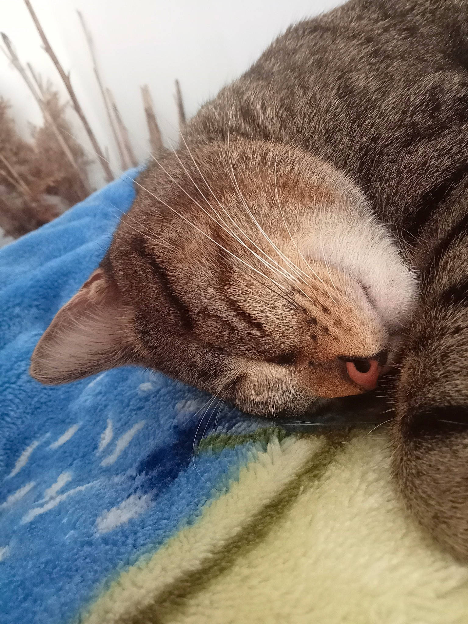 Canard a rejoint le concours — aidez-le/la à gagner de superbes lots ! carnivore, cat, claw, cloud, comfort, domestic_short_haired_cat, fawn, felidae, fur, human_leg, linens, liver, nap, paw, small_to_medium_sized_cats, snout, tail, terrestrial_animal, whiskers, wood