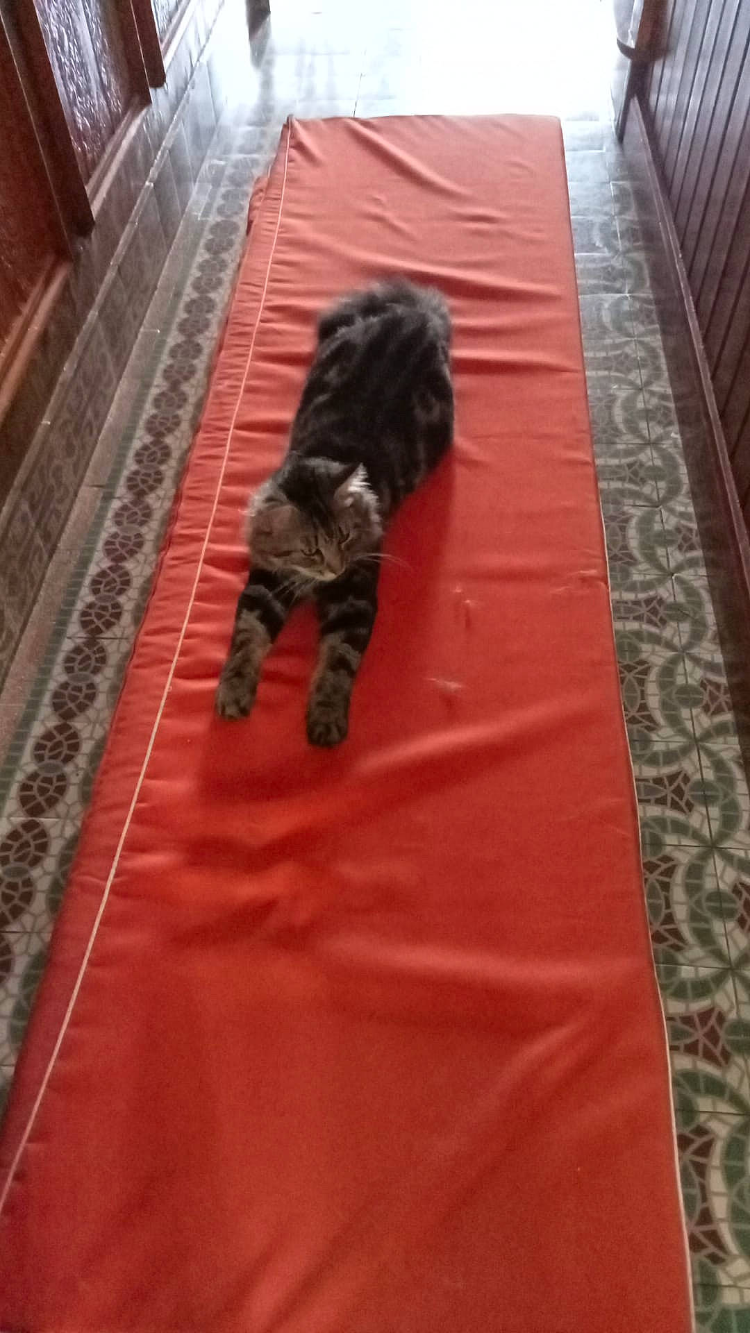 Rouroul participe au concours pour gagner de l'argent avec cette photo : canidae, carnivore, carpet, comfort, companion_dog, dog_breed, felidae, floor, flooring, fur, grass, hardwood, linens, pattern, room, small_to_medium_sized_cats, sporting_group, tail, whiskers, wood