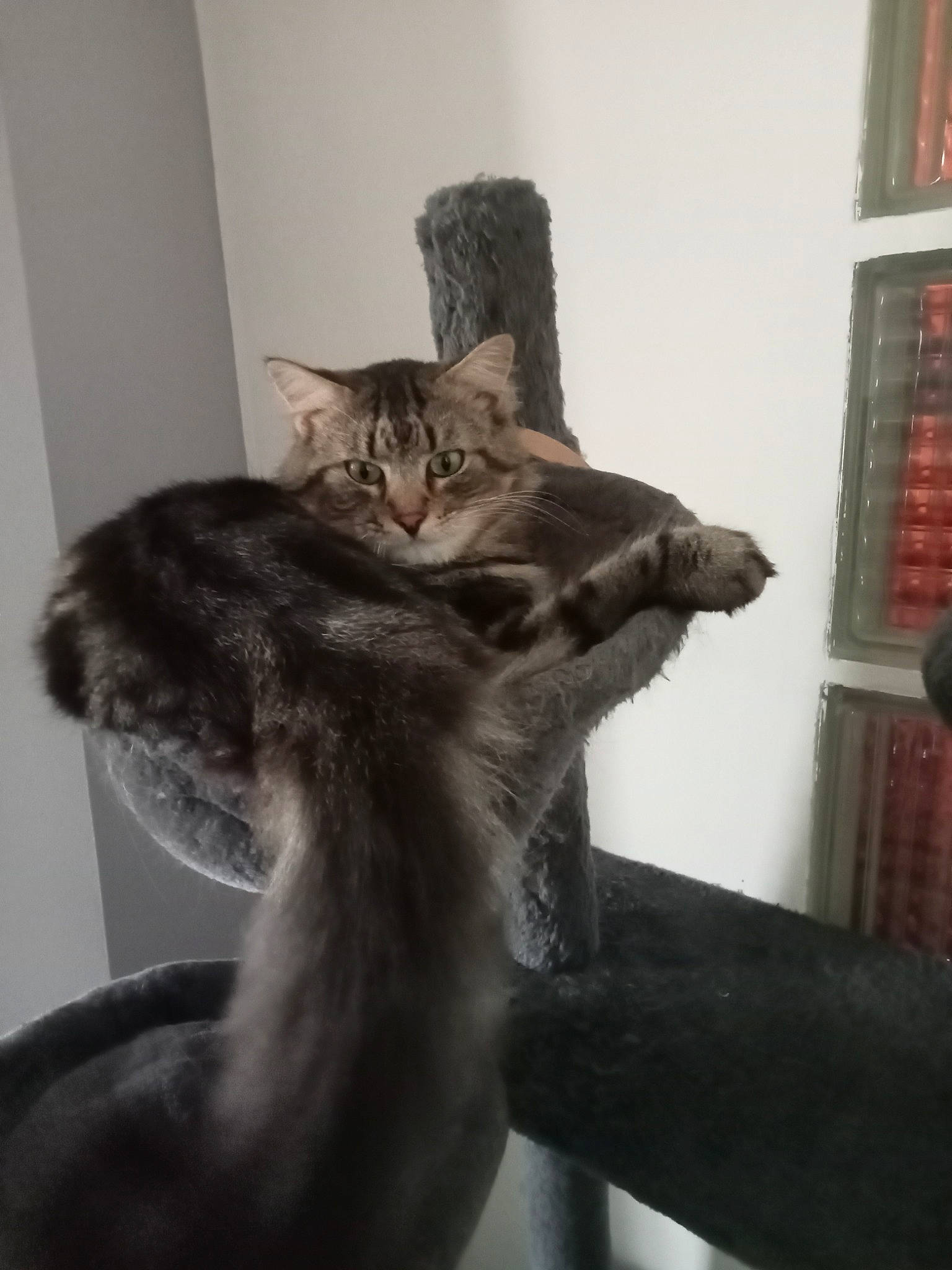 Rouroul participe au concours pour gagner de l'argent avec cette photo : carnivore, cat, claw, comfort, domestic_short_haired_cat, felidae, fur, gesture, grey, paw, shelf, small_to_medium_sized_cats, tail, whiskers, window