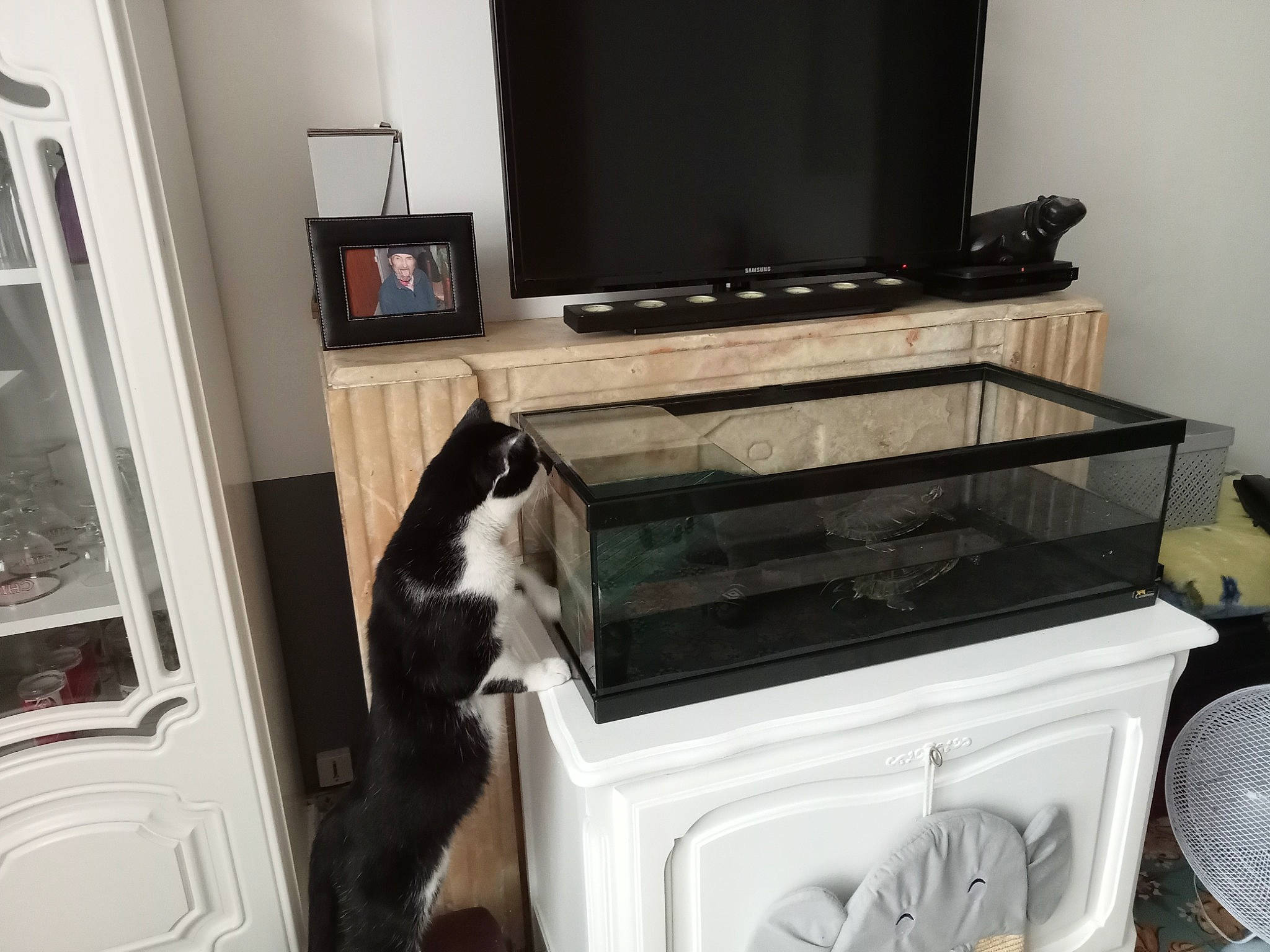 Tchou participe au concours pour gagner de l'argent avec cette photo : audio_equipment, cat, clothes_dryer, display_device, electronic_device, entertainment_center, felidae, flat_panel_display, hardwood, home_appliance, major_appliance, output_device, property, room, shelving, small_to_medium_sized_cats, television, television_set, washing_machine, wood