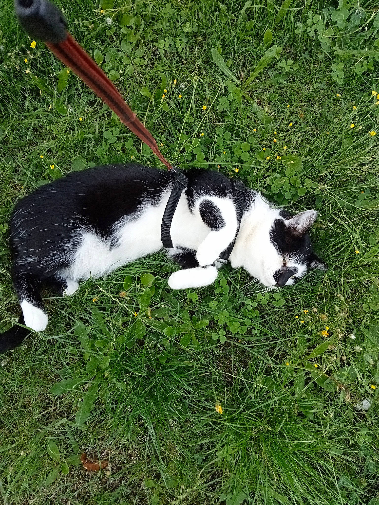 Tchou participe au concours pour gagner de l'argent avec cette photo : canidae, carmine, carnivore, cat, companion_dog, dog_breed, domestic_short_haired_cat, felidae, fur, grass, groundcover, lawn, plant, small_to_medium_sized_cats, sporting_group, tail, terrestrial_animal, whiskers, yard