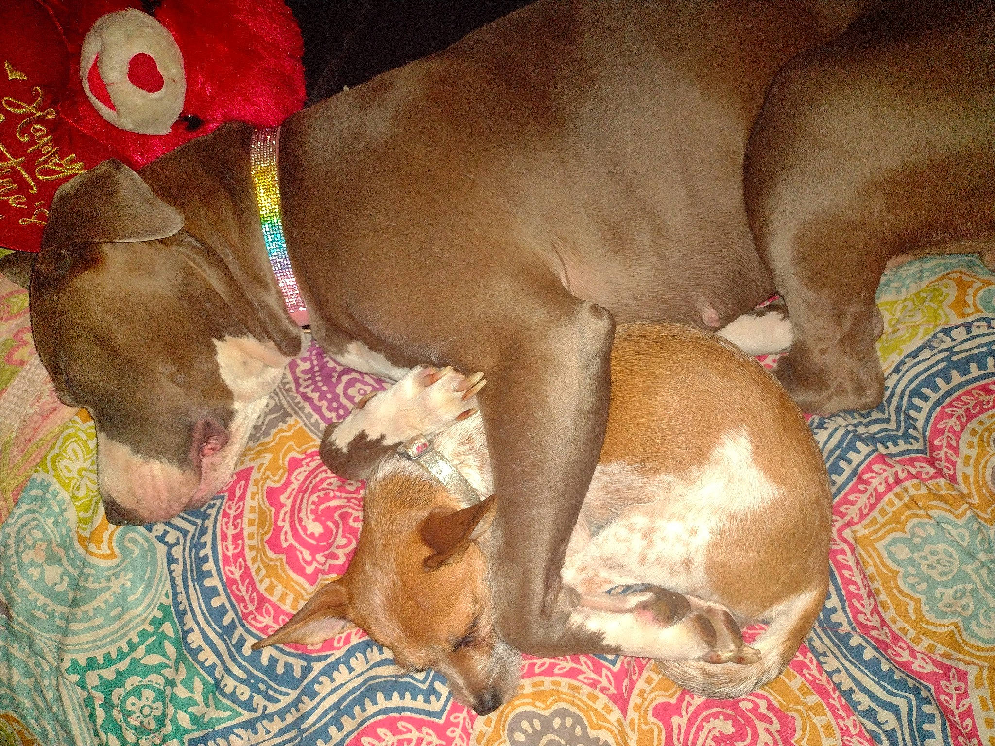 Chloe joined the competition — help win amazing prizes! brown, canidae, carnivore, collar, comfort, companion_dog, dog, dog_breed, dog_collar, dog_supply, fawn, liver, pet_supply, sporting_group, working_animal