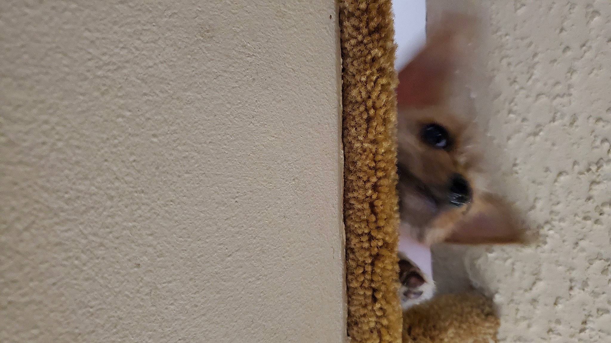 Darby joined the competition — help win amazing prizes! animal_shelter, cat, fawn, felidae, kitten, small_to_medium_sized_cats