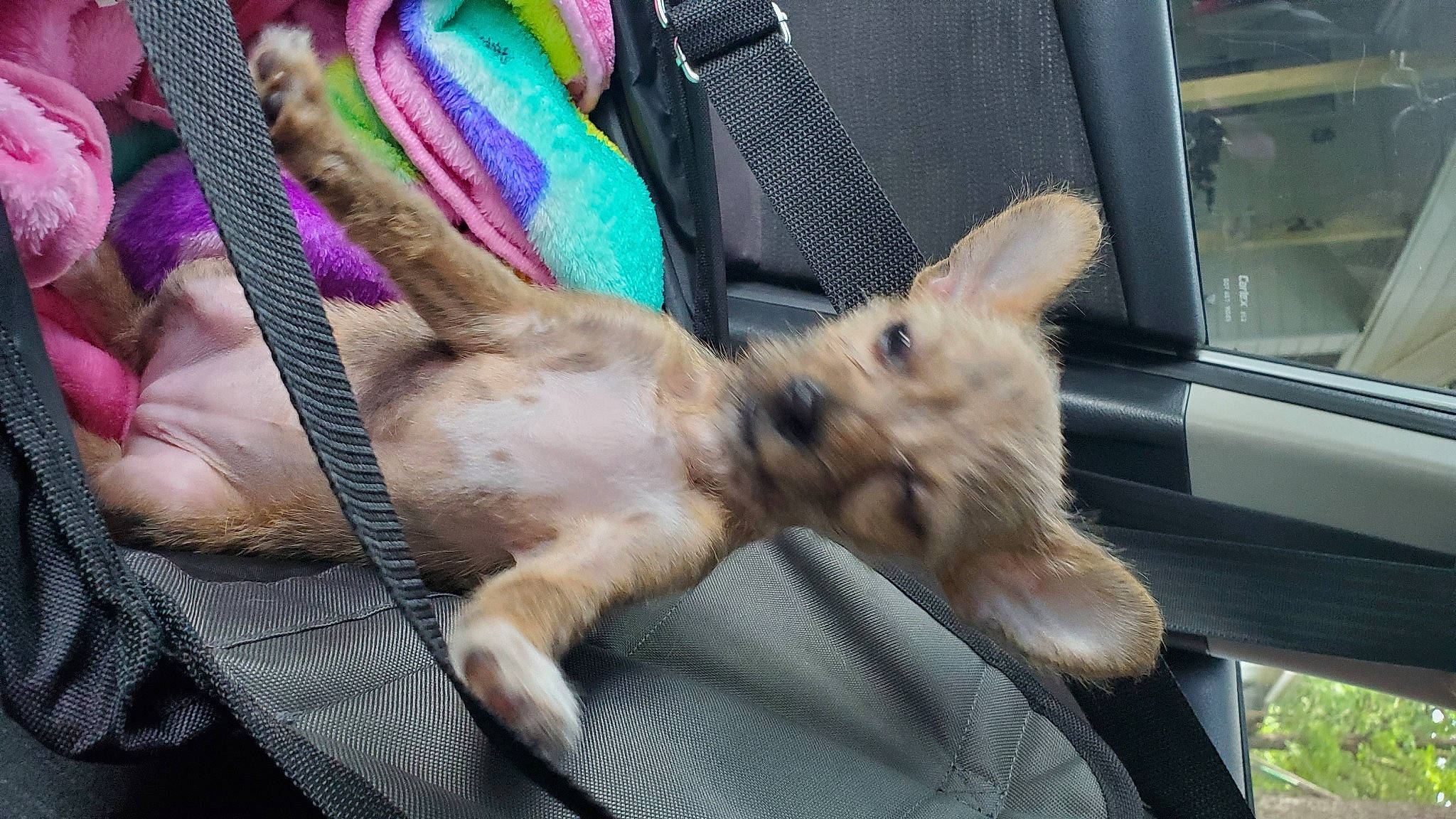 Darby is registered to the contest to win money with this photo: canidae, carnivore, dog, dog_breed, fawn, mammal, rabbits_and_hares, snout, vertebrate