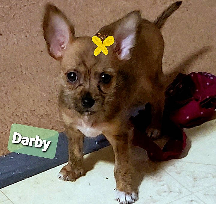 Darby is registered to the contest to win money with this photo: canidae, carnivore, chihuahua, companion_dog, corgi_chihuahua, dog, dog_breed, ear, fawn, mammal, puppy, russkiy_toy, snout, sporting_group, street_dog, toy_dog, vertebrate, whiskers