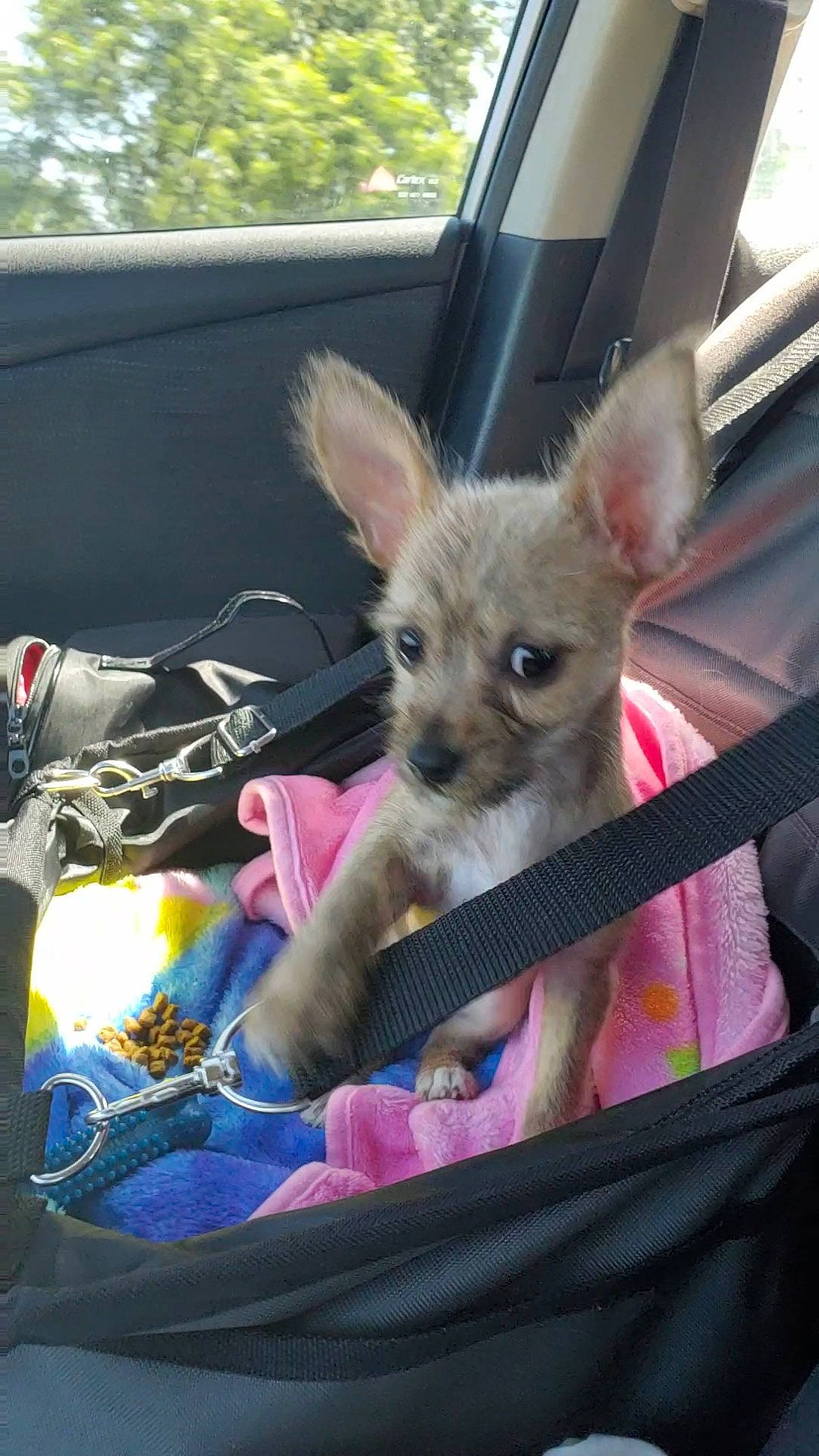 Darby joined the competition — help win amazing prizes! canidae, car, carnivore, chihuahua, dog, dog_breed, fawn, mammal, puppy, toy_dog, vertebrate