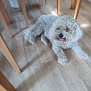 Utta a rejoint le concours — aidez-le/la à gagner de superbes lots ! dog, curly_fur, white_dog, wooden_floor, indoor, table_legs, sunlight, relaxed, pet, canine, flooring, home_interior, animal, laying_down, furniture, domestic, cozy, quiet, daylight, shadow