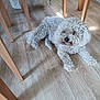 dog, curly_fur, white_dog, wooden_floor, indoor, table_legs, sunlight, relaxed, pet, canine, flooring, home_interior, animal, laying_down, furniture, domestic, cozy, quiet, daylight, shadow