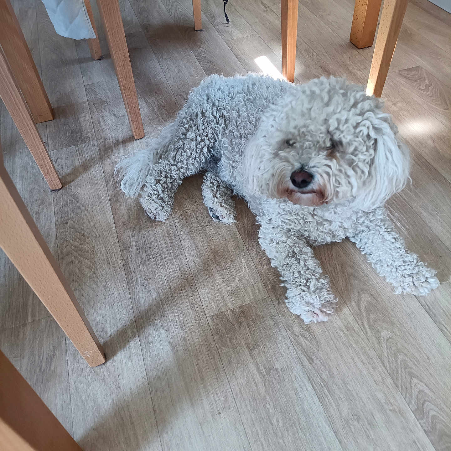 Utta a rejoint le concours — aidez-le/la à gagner de superbes lots ! animal, canine, cozy, curly_fur, daylight, dog, domestic, flooring, furniture, home_interior, indoor, laying_down, pet, quiet, relaxed, shadow, sunlight, table_legs, white_dog, wooden_floor