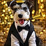 animal, black, bokeh, bow_tie, celebration, costume, cute, dog, festive, gold, happy, indoor, new_year, party_hat, pet, portrait, smiling, tongue_out, tuxedo, white