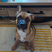 Brasko participe au concours pour gagner de l'argent avec cette photo : puppy, dog, indoor, carpet, striped_rug, wooden_table, green_glass, lighter, brown_fur, white_chest, ears, cute, pet, animal, looking_up, floor, cozy, home, curious, sitting