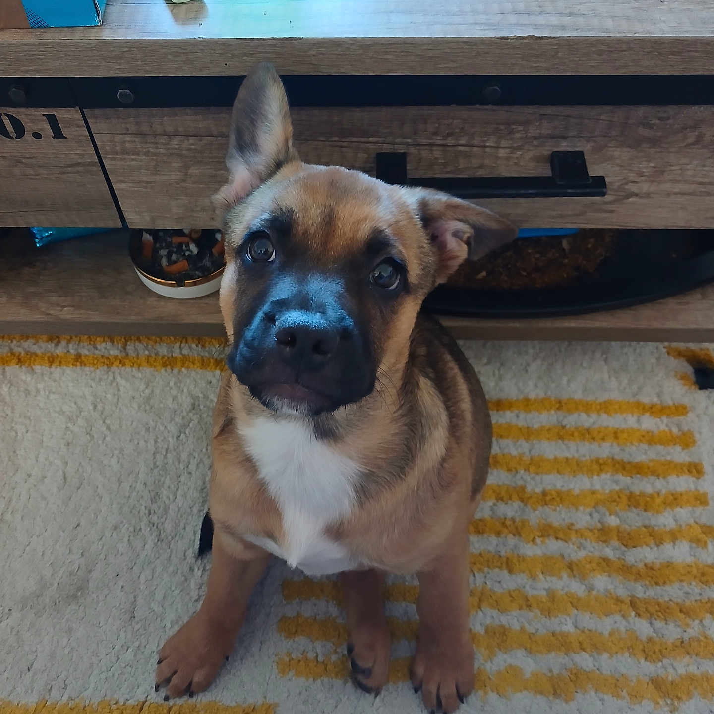 Brasko participe au concours pour gagner de l'argent avec cette photo : puppy, dog, indoor, carpet, striped_rug, wooden_table, green_glass, lighter, brown_fur, white_chest, ears, cute, pet, animal, looking_up, floor, cozy, home, curious, sitting
