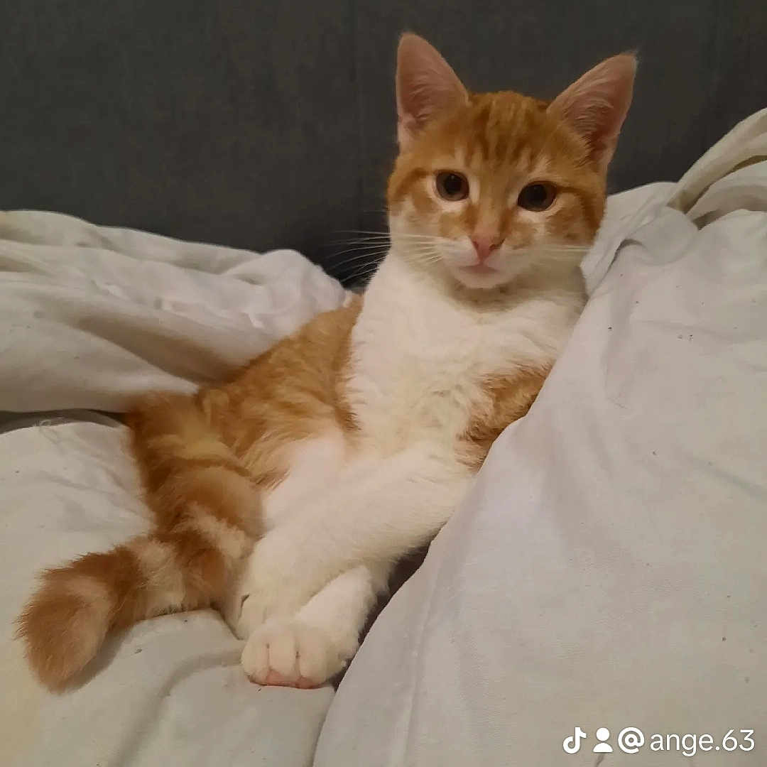 Léo