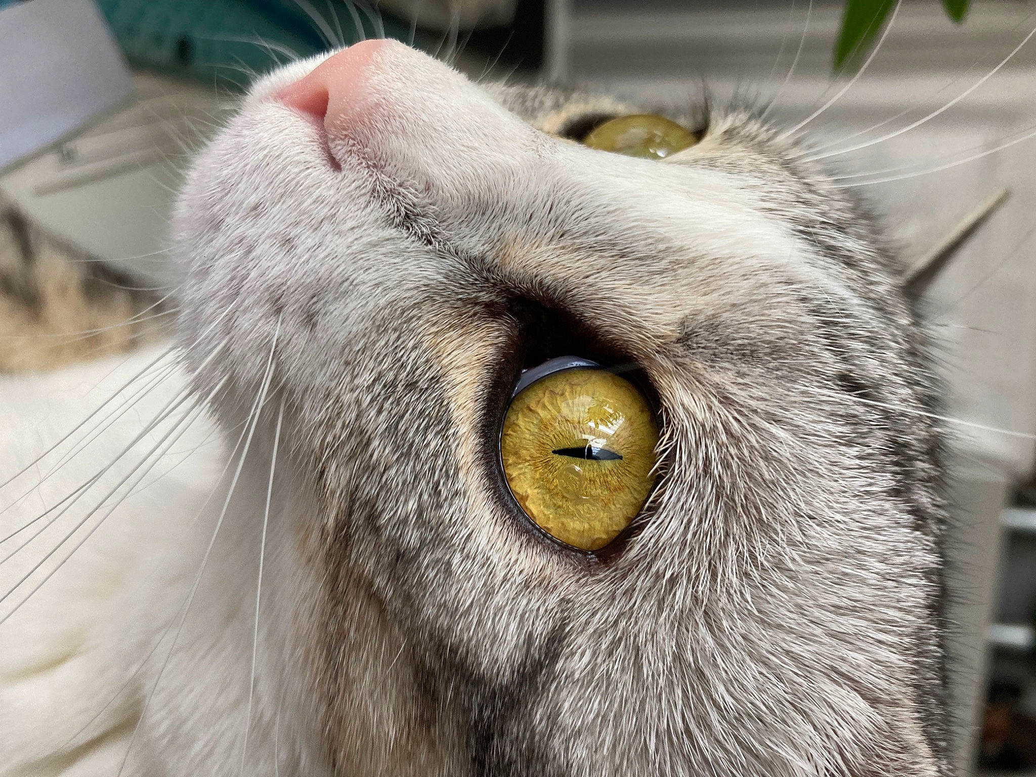 Aria participe au concours pour gagner de l'argent avec cette photo : carnivore, cat, close_up, domestic_short_haired_cat, ear, eyelash, fawn, felidae, fur, grass, grey, head, macro_photography, nose, small_to_medium_sized_cats, snout, terrestrial_animal, whiskers, wildlife, working_animal