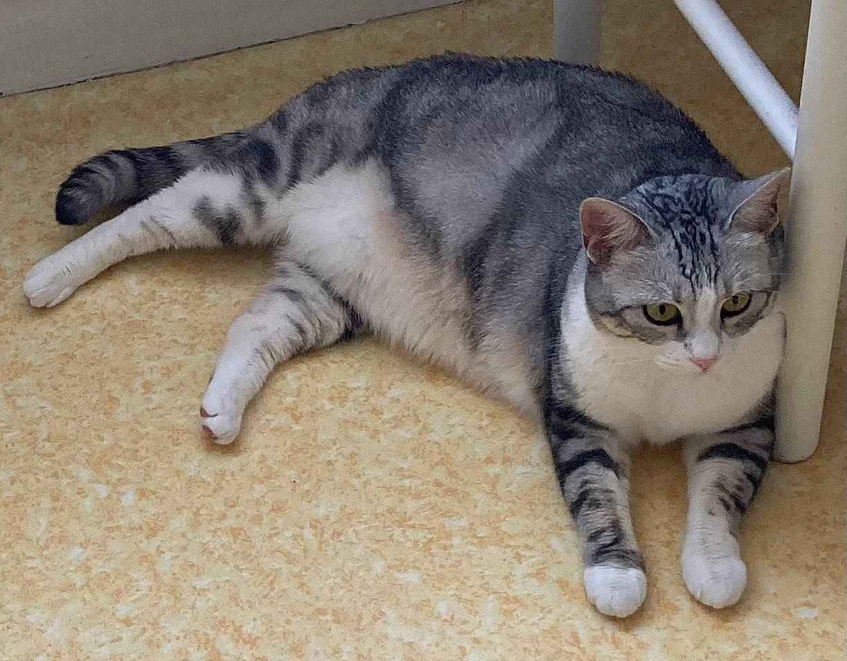 Aria participe au concours pour gagner de l'argent avec cette photo : carnivore, cat, claw, comfort, domestic_short_haired_cat, felidae, flooring, foot, fur, grey, paw, sitting, small_to_medium_sized_cats, snout, tail, terrestrial_animal, toe, whiskers