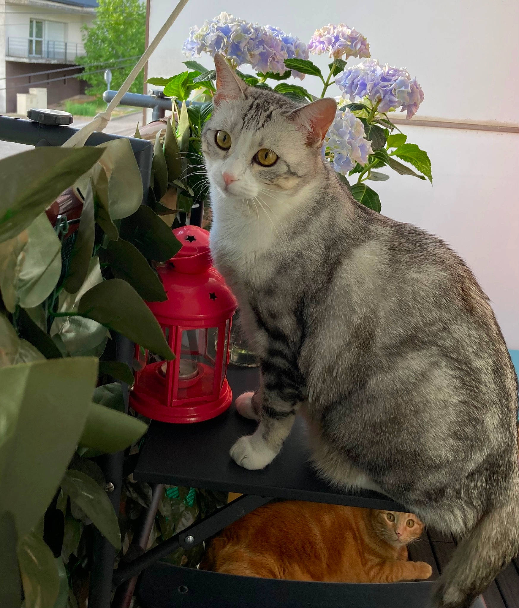 Aria a rejoint le concours — aidez-le/la à gagner de superbes lots ! art, building, carnivore, cat, domestic_short_haired_cat, felidae, flower, fur, grass, paw, plant, sitting, small_to_medium_sized_cats, tail, whiskers, window