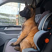 Volt a rejoint le concours — aidez-le/la à gagner de superbes lots ! alert, animal, black_muzzle, brown_fur, calm, canine, car, car_seat, dog, ears_up, interior, looking_away, pet, puppy, seat, side_view, sitting, vehicle, window, young_dog