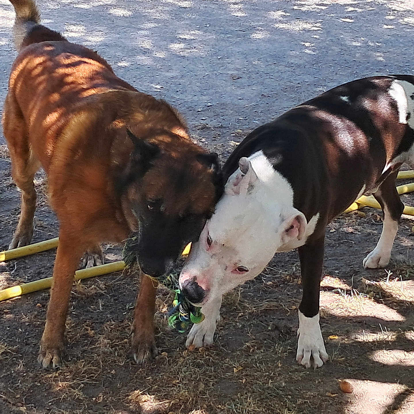 Gump Et Nikita a rejoint le concours — aidez-le/la à gagner de superbes lots ! animal, black_and_white_dog, brown_dog, canine, dog, dogs, friendship, grass, ground, nature, outdoor, pet, play, rope_toy, shade, sunlight, toy, tree_shadow, tug_of_war, white_dog
