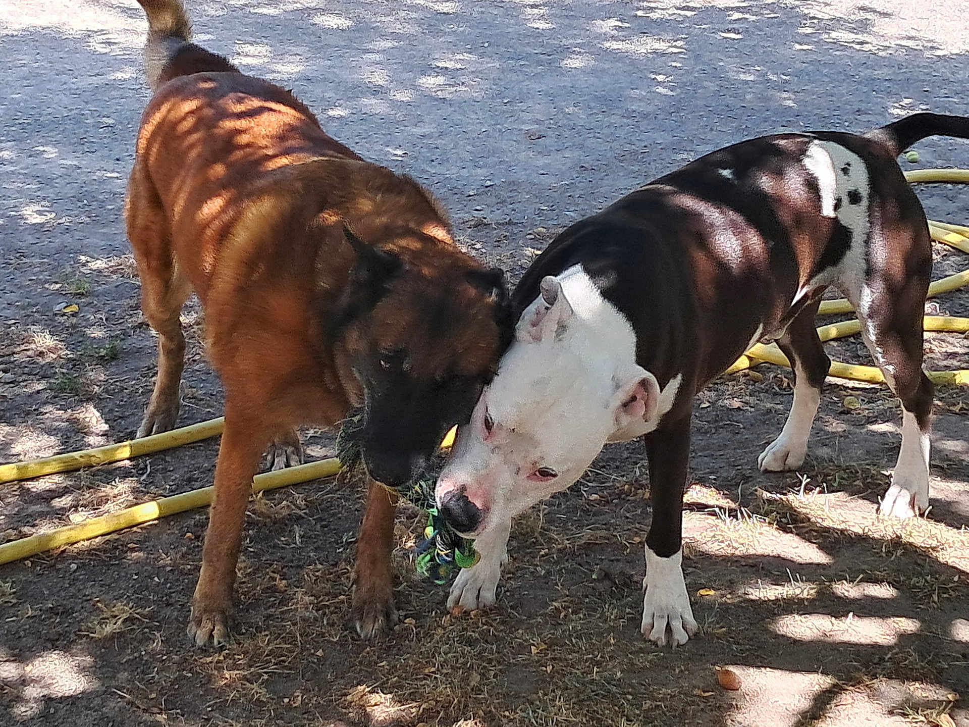 Gump Et Nikita a rejoint le concours — aidez-le/la à gagner de superbes lots ! animal, black_and_white_dog, brown_dog, canine, dog, dogs, friendship, grass, ground, nature, outdoor, pet, play, rope_toy, shade, sunlight, toy, tree_shadow, tug_of_war, white_dog