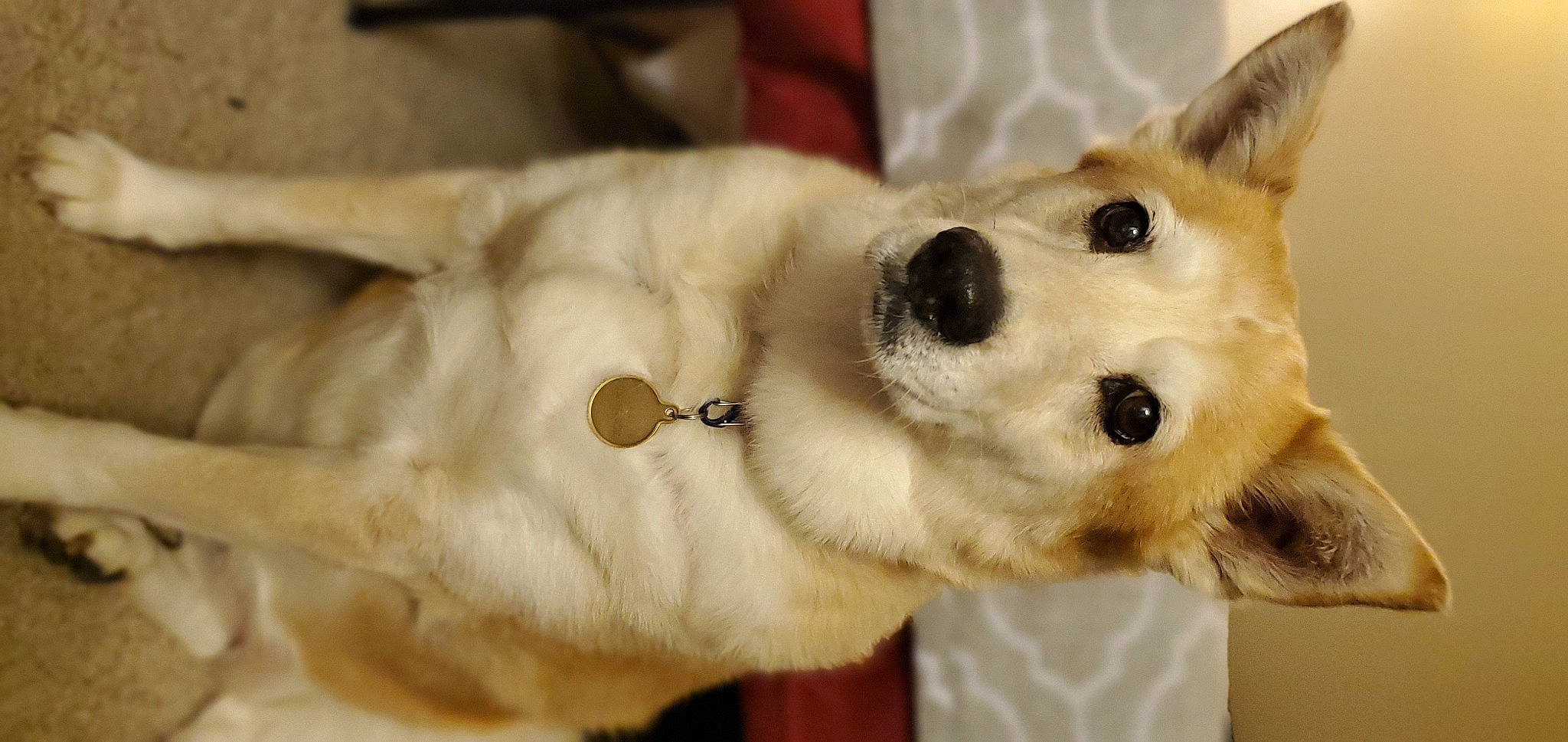 Angel is registered to the contest to win money with this photo: beige, canidae, carnivore, collar, companion_dog, dog, dog_breed, dog_collar, dog_supply, fawn, fur, khaki, pet_supply, snout, sporting_group, stuffed_toy, tan, whiskers, white, working_animal