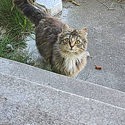 Munchkin joined the competition — help win amazing prizes! cat, tabby, fluffy, yellow_eyes, outdoor, concrete, grass, plants, curious, pet, animal, feline, whiskers, tail, nature, daylight, closeup, mammal, looking_up, ground
