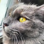 Kira a rejoint le concours — aidez-le/la à gagner de superbes lots ! cat, close_up, gray_fur, yellow_eyes, whiskers, window, looking_out, pet, animal, feline, soft_light, texture, portrait, side_view, indoor, curious, focus, muzzle, ears, nature_view