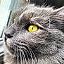 cat, close_up, gray_fur, yellow_eyes, whiskers, window, looking_out, pet, animal, feline, soft_light, texture, portrait, side_view, indoor, curious, focus, muzzle, ears, nature_view