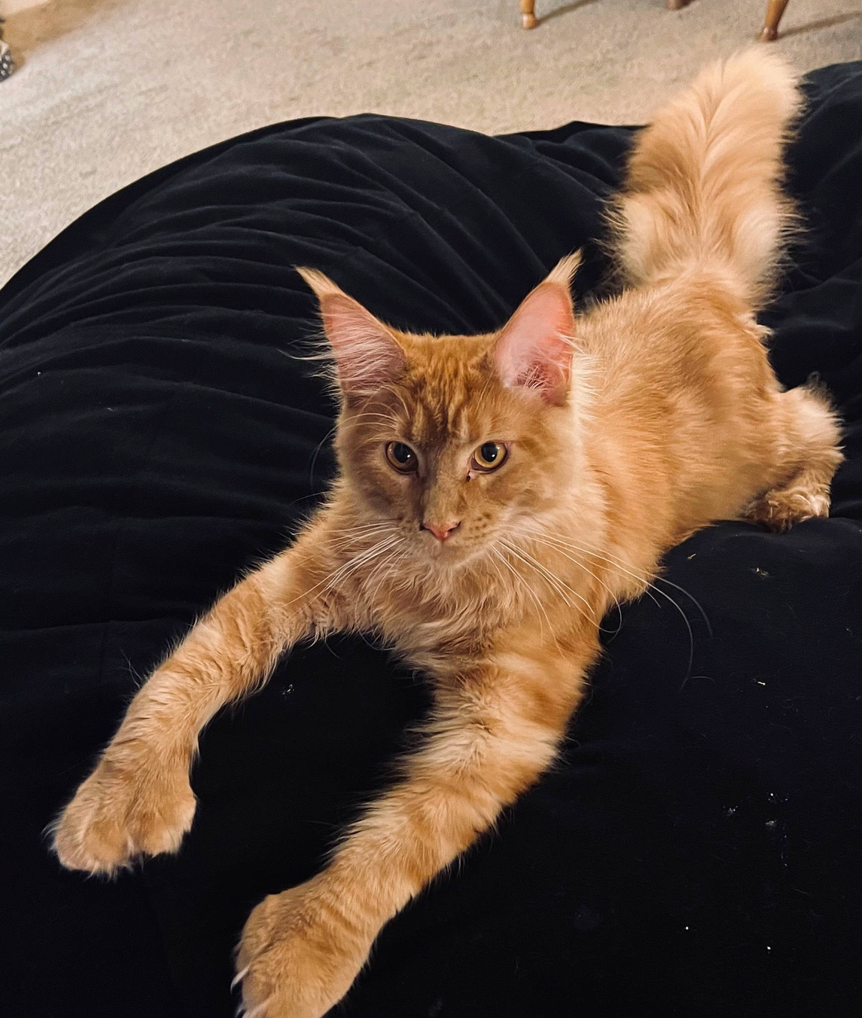 Judah is registered to the contest to win money with this photo: carnivore, cat, claw, domestic_short_haired_cat, fawn, felidae, fur, gesture, human_leg, organism, paw, road_surface, sitting, small_to_medium_sized_cats, snout, tail, terrestrial_animal, tree, whiskers, window