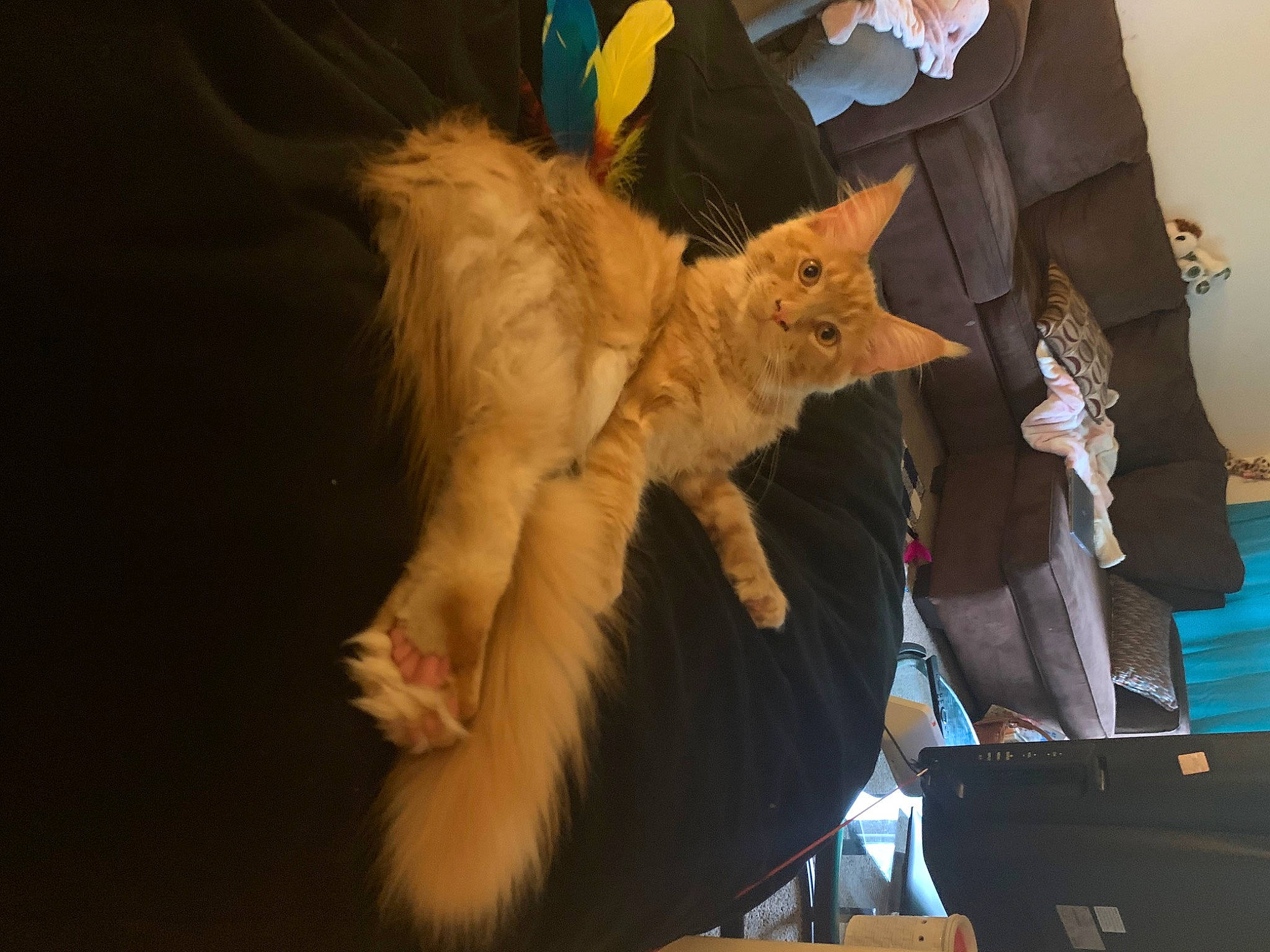 Judah joined the competition — help win amazing prizes! canidae, carnivore, cat, claw, companion_dog, dog_breed, event, fashion_accessory, fawn, felidae, fun, fur, gesture, lap, paw, small_to_medium_sized_cats, snout, sporting_group, tail, whiskers