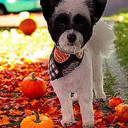 Dolly joined the competition — help win amazing prizes! dog, black_and_white, bandana, pumpkin, autumn_leaves, fall, outdoor, pet, cute, small_dog, portrait, pathway, orange, seasonal, nature, furry, animal, leaf_litter, colorful, background_blur