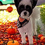 animal, autumn_leaves, background_blur, bandana, black_and_white, colorful, cute, dog, fall, furry, leaf_litter, nature, orange, outdoor, pathway, pet, portrait, pumpkin, seasonal, small_dog