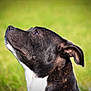 dog, black_dog, white_chest, profile, close_up, outdoor, grass, pet, canine, animal, fur, ears, snout, looking_up, nature, daylight, muzzle, portrait, alert, background_blur
