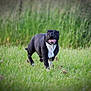 dog, black_dog, white_chest, running, grass, green_field, outdoor, animal, pet, happy, tongue_out, nature, blurred_background, energetic, mammal, canine, playful, summer, daylight, portrait