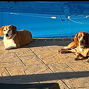 Jackson And Milo is registered to the contest to win money with this photo: animal, brown_dog, canine, companion, daylight, dog, leisure, nature, outdoor, patio, pet, pool, relaxing, resting, shadow, stone, summer, sunlight, water, white_dog