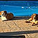 Jackson And Milo