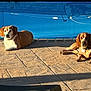animal, brown_dog, canine, companion, daylight, dog, leisure, nature, outdoor, patio, pet, pool, relaxing, resting, shadow, stone, summer, sunlight, water, white_dog