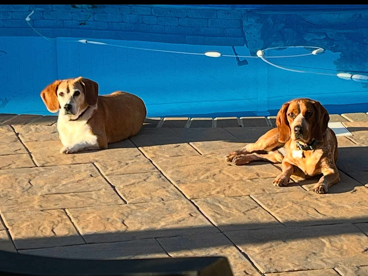 Jackson And Milo