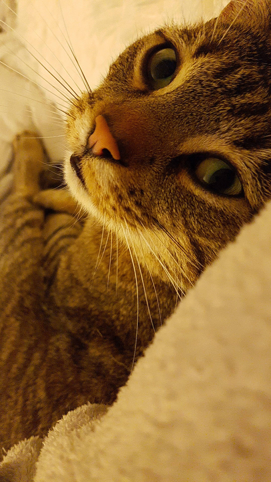 Tigresse a rejoint le concours — aidez-le/la à gagner de superbes lots ! aegean_cat, asian, carnivore, cat, close_up, domestic_short_haired_cat, dragon_li, european_shorthair, eye, felidae, fur, nose, ocicat, organ, pixie_bob, small_to_medium_sized_cats, snout, tabby_cat, whiskers, wildlife