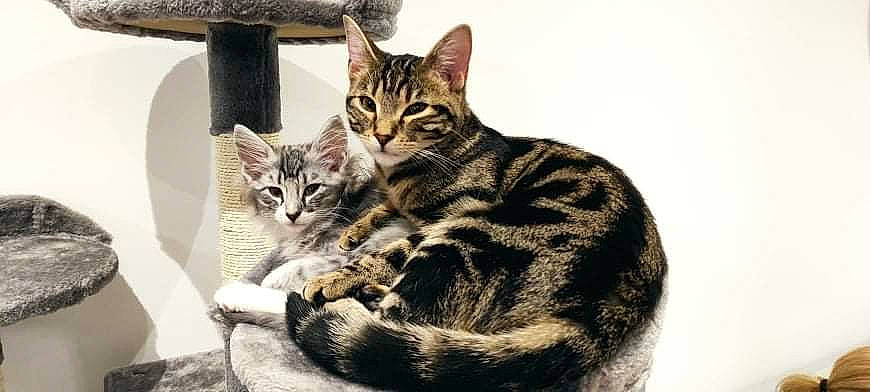 Tigresse participe au concours pour gagner de l'argent avec cette photo : carnivore, cat, claw, domestic_short_haired_cat, felidae, fur, paw, sitting, small_to_medium_sized_cats, snout, terrestrial_animal, tree, whiskers