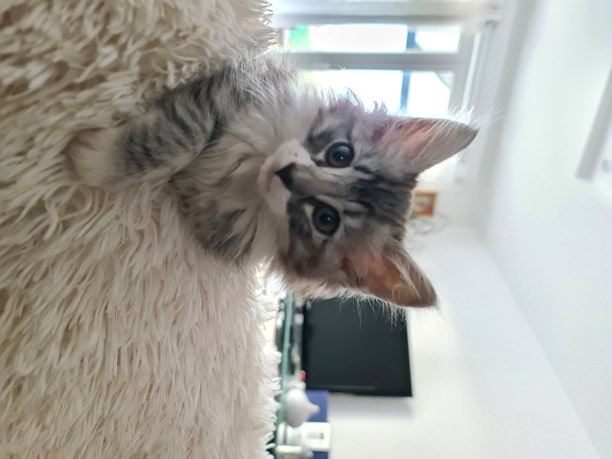 Tigresse a rejoint le concours — aidez-le/la à gagner de superbes lots ! alpaca, carnivore, cat, cat_supply, felidae, fur, llama, pet_supply, ragdoll, small_to_medium_sized_cats, terrestrial_animal, whiskers, window