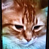 animal, blurry, cat, close_up, cute, domestic_cat, eyes, face, feline, fluffy, fur, head, indoor, mammal, nose, orange_cat, pet, portrait, soft, whiskers