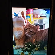 Nacho joined the competition — help win amazing prizes! animal, blurred_background, butterfly, cat, ceramic_figurine, close_up, cozy, decor, figurine, flower, household_items, indoor, orange_cat, owl, pet, plant, resting, shelf, snuggling, yellow_flower