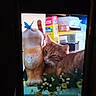 animal, blurred_background, butterfly, cat, ceramic_figurine, close_up, cozy, decor, figurine, flower, household_items, indoor, orange_cat, owl, pet, plant, resting, shelf, snuggling, yellow_flower