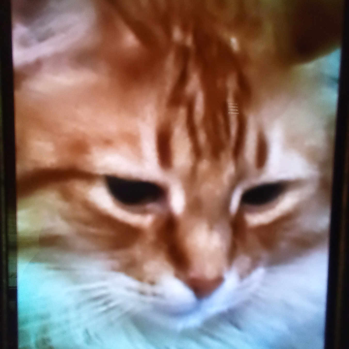 Tigger Boo