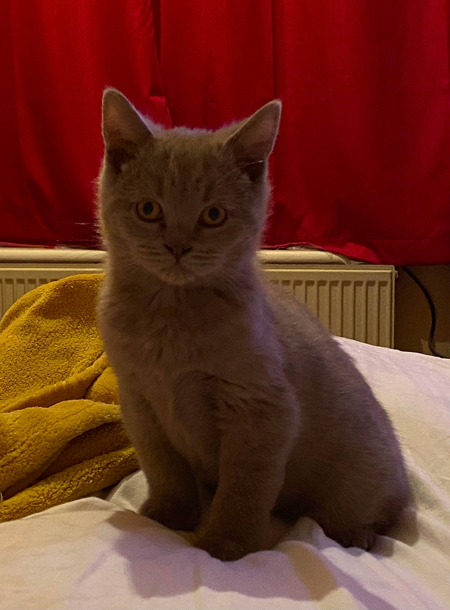 Hedwig joined the competition — help win amazing prizes! carnivore, cat, cat_supply, claw, comfort, curtain, domestic_short_haired_cat, eye, fawn, felidae, fur, grey, russian_blue, small_to_medium_sized_cats, snout, tail, terrestrial_animal, whiskers, window