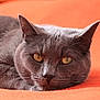 Softy participe au concours pour gagner de l'argent avec cette photo :