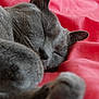 Softy participe au concours pour gagner de l'argent avec cette photo :