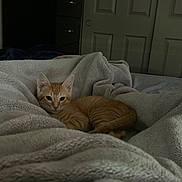 Soda joined the competition — help win amazing prizes! kitten, cat, orange_tabby, pet, blanket, bedding, cozy, curled_up, ears, whiskers, paws, fur, bedroom, dresser, door, indoor, resting, soft_texture, low_light, cute